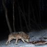 Lupo italico - Italian wolf (Canis lupus italicus)