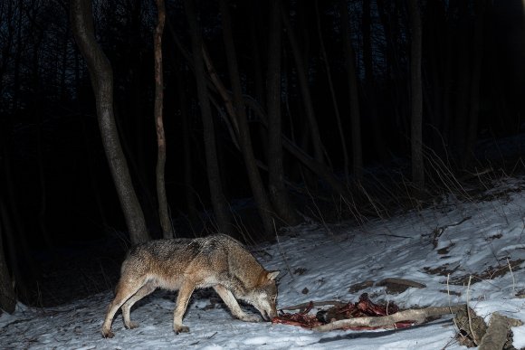 Lupo italico - Italian wolf (Canis lupus italicus)