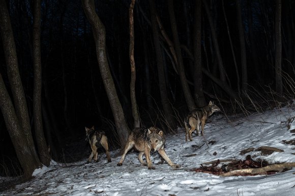 Lupo italico - Italian wolf (Canis lupus italicus)