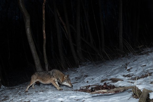 Lupo italico - Italian wolf (Canis lupus italicus)