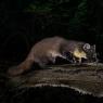 Martora - Pine marten