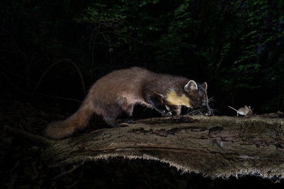 Martora - Pine marten