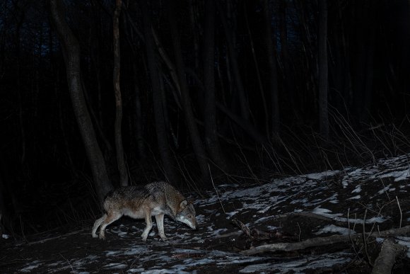 Lupo italico - Italian wolf (Canis lupus italicus)