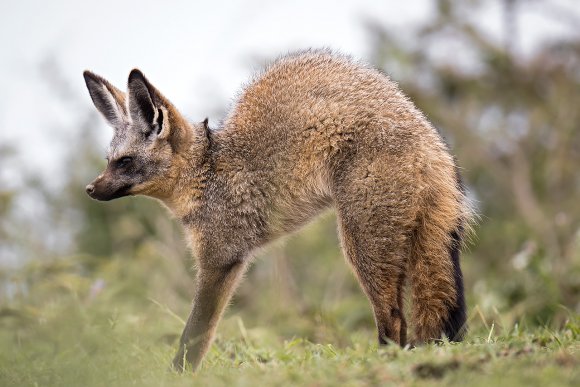 Otocione - Bat-eared fox