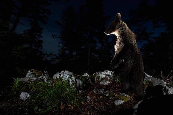 Orso bruno - Brown bear