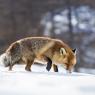 Volpe rossa - Red fox (Vulpes vulpes)