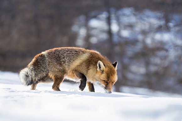 Volpe rossa - Red fox (Vulpes vulpes)
