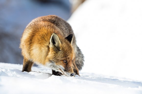 Volpe rossa - Red fox (Vulpes vulpes)