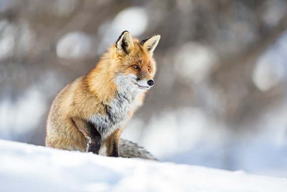 Volpe rossa - Red fox (Vulpes vulpes)