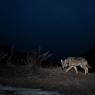 Lupo italico - Italian wolf (Canis lupus italicus)