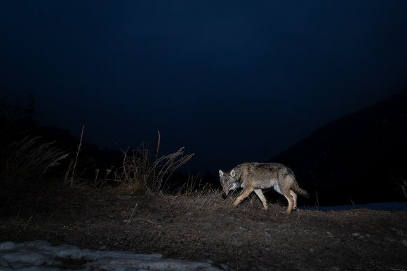 Lupo italico - Italian wolf (Canis lupus italicus)