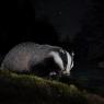 Tasso - European Badger