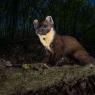 Martora - Pine marten