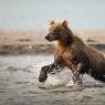 Orso bruno della Kamchatka brown bear - Kamchatka brown bear (Ursus arctos beringianus)