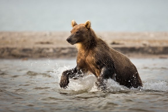 Orso bruno della Kamchatka brown bear - Kamchatka brown bear (Ursus arctos beringianus)