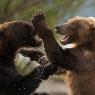 Orso bruno della Kamchatka brown bear - Kamchatka brown bear (Ursus arctos beringianus)