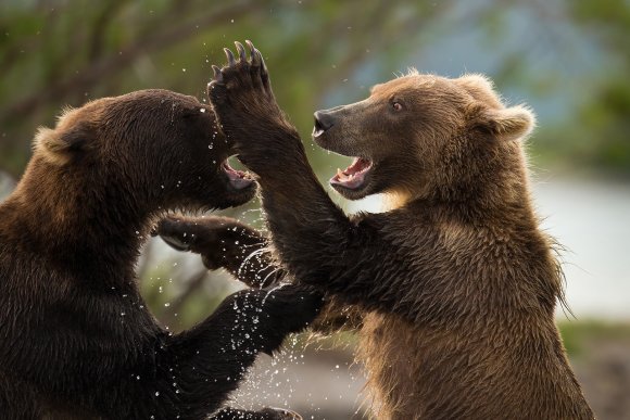 Orso bruno della Kamchatka brown bear - Kamchatka brown bear (Ursus arctos beringianus)