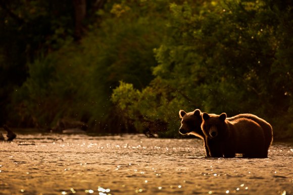 Orso bruno della Kamchatka brown bear - Kamchatka brown bear (Ursus arctos beringianus)