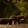 Orso bruno della Kamchatka brown bear - Kamchatka brown bear (Ursus arctos beringianus)