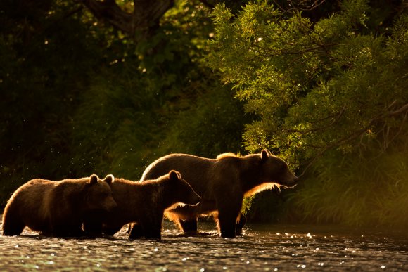 Orso bruno della Kamchatka brown bear - Kamchatka brown bear (Ursus arctos beringianus)