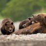 Orso bruno della Kamchatka brown bear - Kamchatka brown bear (Ursus arctos beringianus)