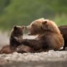 Orso bruno della Kamchatka brown bear - Kamchatka brown bear (Ursus arctos beringianus)