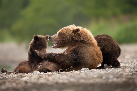 Orso bruno della Kamchatka brown bear - Kamchatka brown bear (Ursus arctos beringianus)