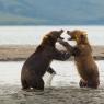 Orso bruno della Kamchatka brown bear - Kamchatka brown bear (Ursus arctos beringianus)