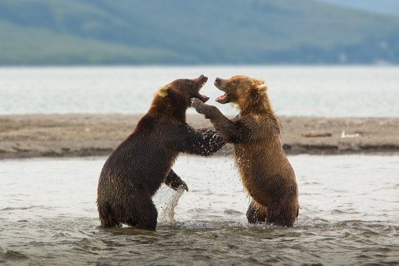 Orso bruno della Kamchatka brown bear - Kamchatka brown bear (Ursus arctos beringianus)