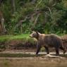 Orso bruno della Kamchatka brown bear - Kamchatka brown bear (Ursus arctos beringianus)