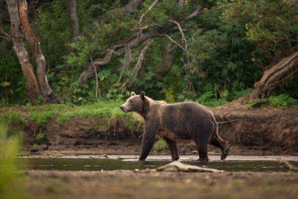 Orso bruno della Kamchatka brown bear - Kamchatka brown bear (Ursus arctos beringianus)