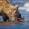 Orso bruno della Kamchatka brown bear - Kamchatka brown bear (Ursus arctos beringianus)