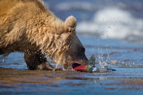 Orso bruno della Kamchatka brown bear - Kamchatka brown bear (Ursus arctos beringianus)