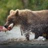 Orso bruno della Kamchatka brown bear - Kamchatka brown bear (Ursus arctos beringianus)