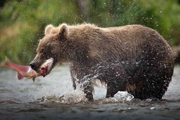 Orso bruno della Kamchatka brown bear - Kamchatka brown bear (Ursus arctos beringianus)