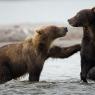 Orso bruno della Kamchatka brown bear - Kamchatka brown bear (Ursus arctos beringianus)