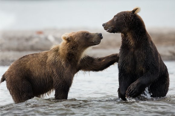 Orso bruno della Kamchatka brown bear - Kamchatka brown bear (Ursus arctos beringianus)