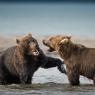 Orso bruno della Kamchatka brown bear - Kamchatka brown bear (Ursus arctos beringianus)