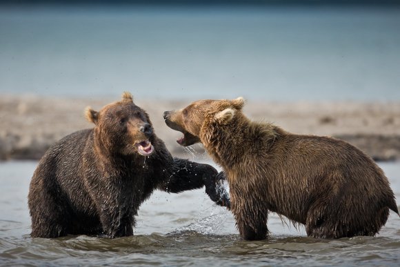 Orso bruno della Kamchatka brown bear - Kamchatka brown bear (Ursus arctos beringianus)