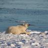 Orso polare - Polar bear (Ursus maritimus)