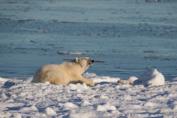 Orso polare - Polar bear (Ursus maritimus)