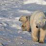 Orso polare - Polar bear (Ursus maritimus)