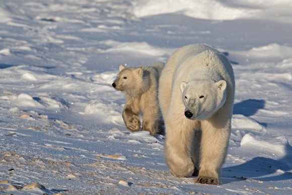 Orso polare - Polar bear (Ursus maritimus)