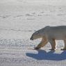 Orso polare - Polar bear (Ursus maritimus)