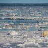 Orso polare - Polar bear (Ursus maritimus)