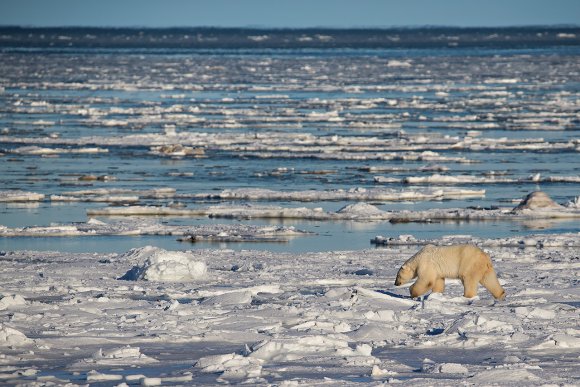 Orso polare - Polar bear (Ursus maritimus)