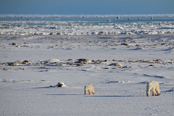 Orso polare - Polar bear (Ursus maritimus)