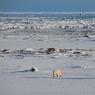 Orso polare - Polar bear (Ursus maritimus)