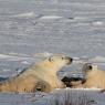 Orso polare - Polar bear (Ursus maritimus)