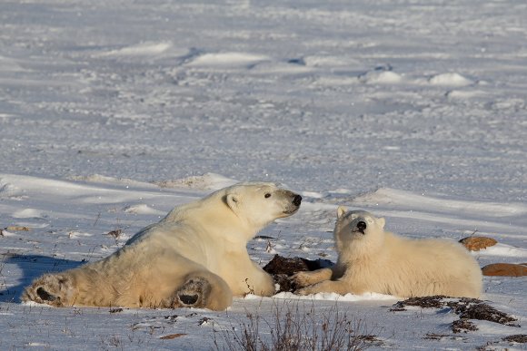 Orso polare - Polar bear (Ursus maritimus)